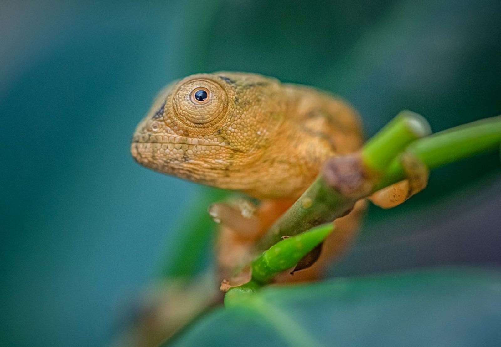 The first of Chester Zoo’s hatchlings weighed in at 1.5 grams and measured 2cm long (Chester Zoo/PA)