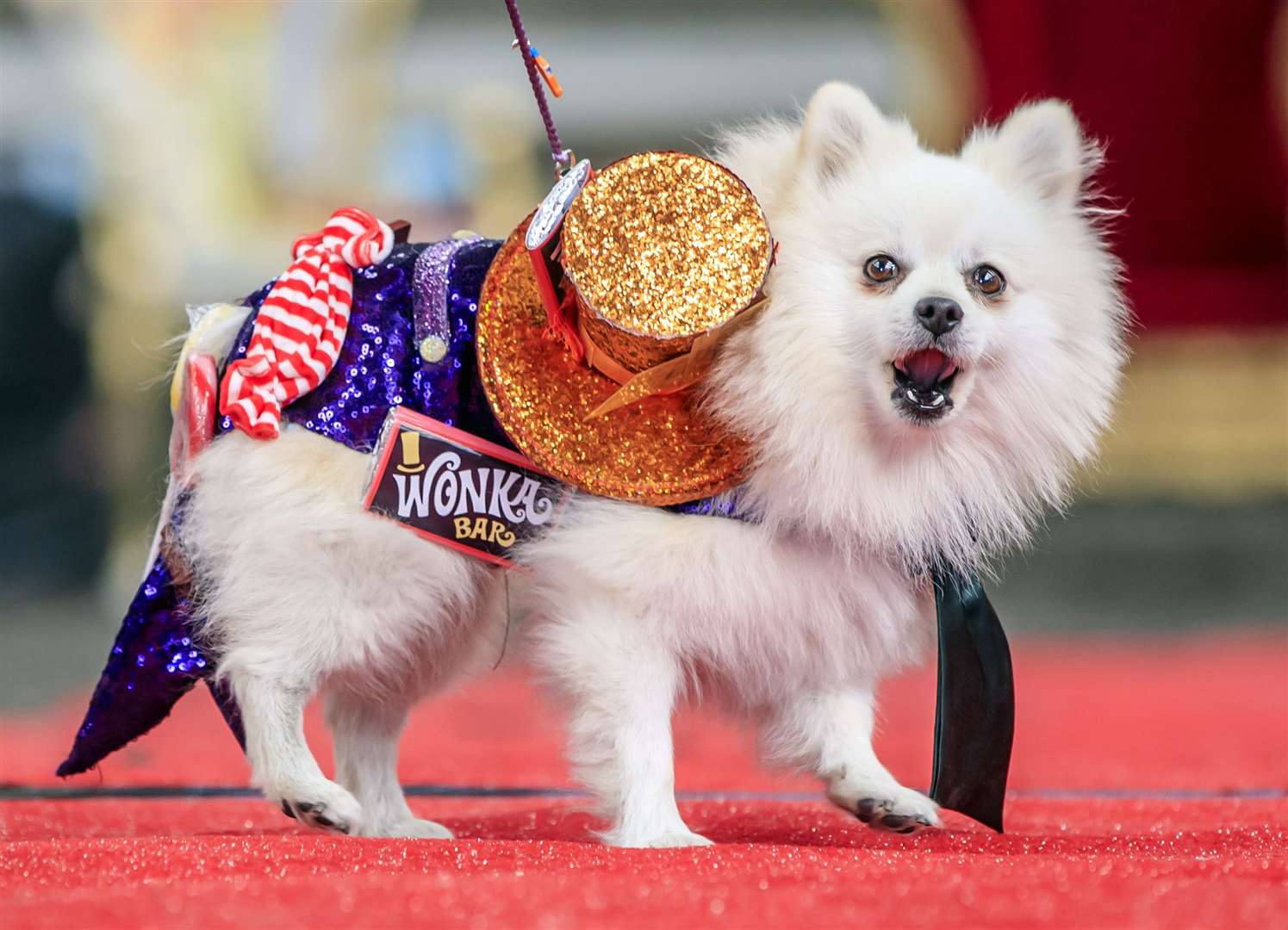 Bailey the Pomeranian dressed as Willy Wonka (Danny Lawson/PA)