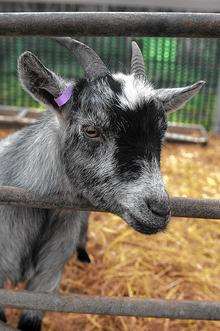 One of the goats at the Rare Breeds Centre