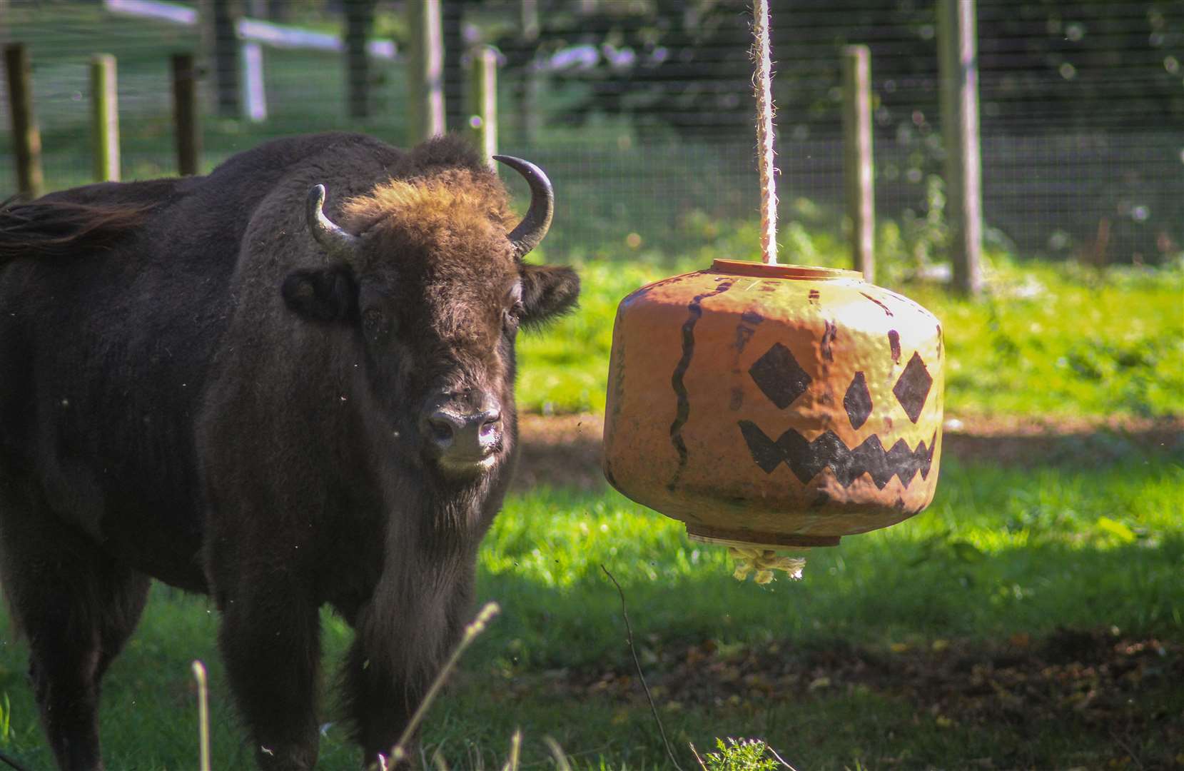 Bison try their Halloween treats at Howletts Wild Animal Park