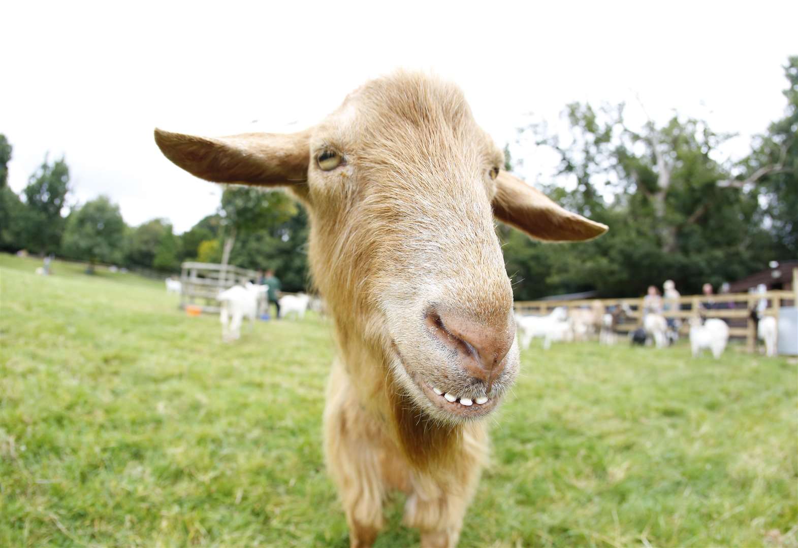 Buttercups Sanctuary for Goats in Boughton Monchelsea launches Wacky ...