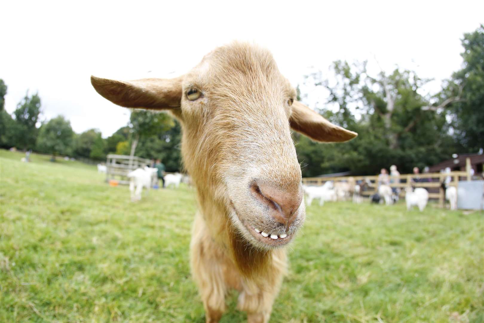 Buttercups Goat Sanctuary is back open Picture: Andy Jones