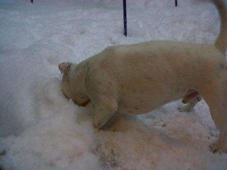 Georgina Green's dog Blade, in Kemsley, Sittingbourne