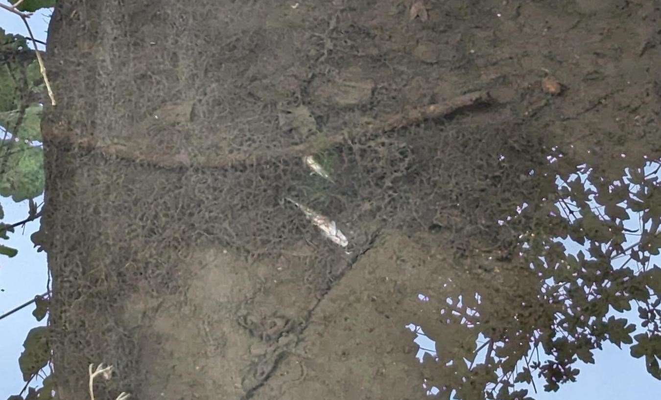 More than 1000 dead fish were discovered in a 300 metre stretch of stream in Blean near Canterbury