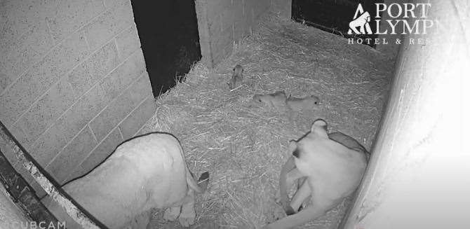 Three cubs were born at the animal park in January, but sadly only one remains. All pictures: Port Lympne Cub Cam