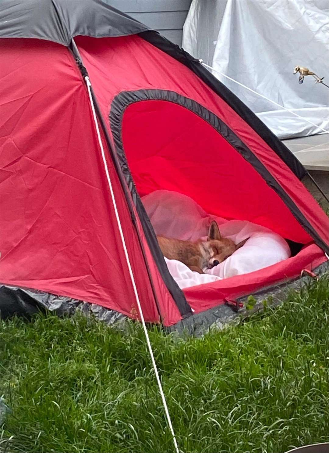 The Wink family bought the fox a tent to sleep in as it recovered at their home in the Old Drumchapel area of Glasgow (Liz Wink/PA)