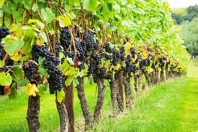 Hush Heath vines Picture: Visit Kent