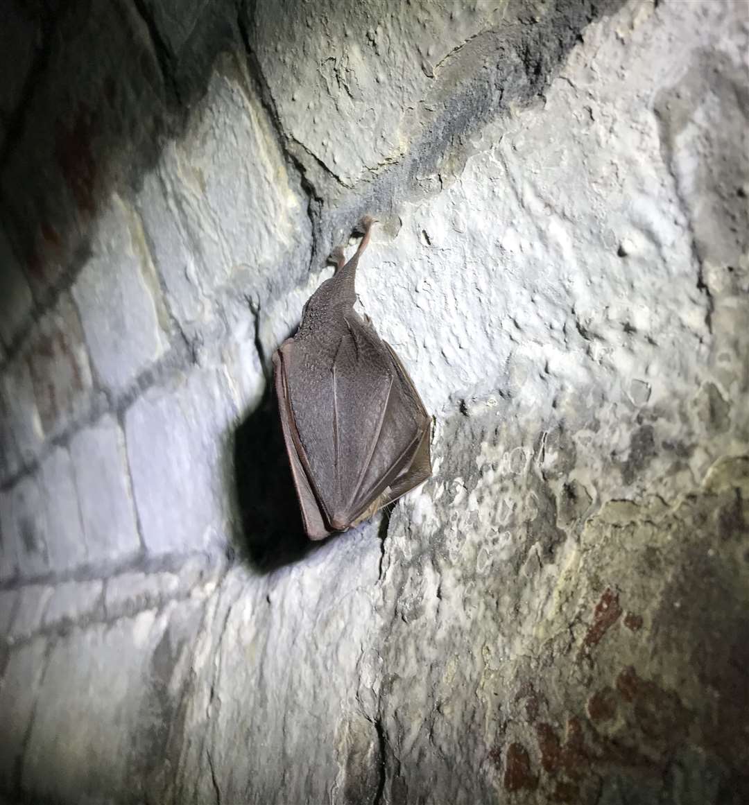 A horseshoe bat roosting in the castle Picture: Claire Munn