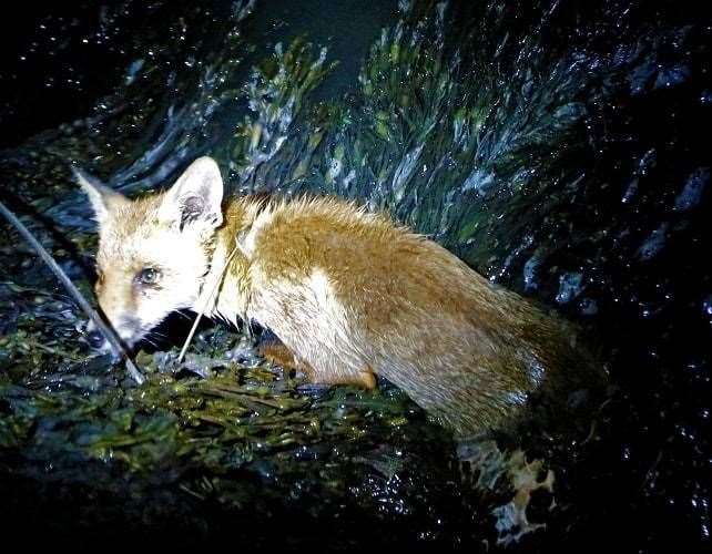 The poor fox cub was clinging onto seaweed when rescued. Pictures: Mark Stanford