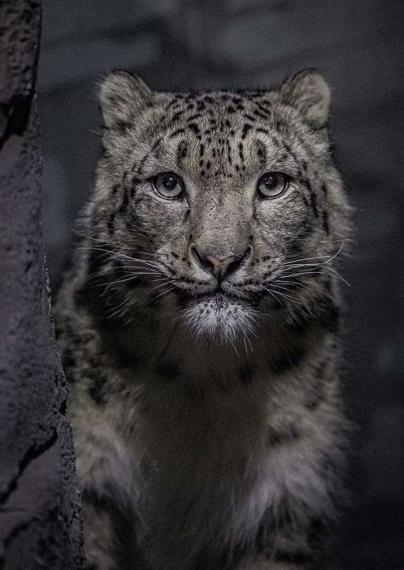 It is the first time snow leopards have lived at Chester Zoo (Chester Zoo/PA)