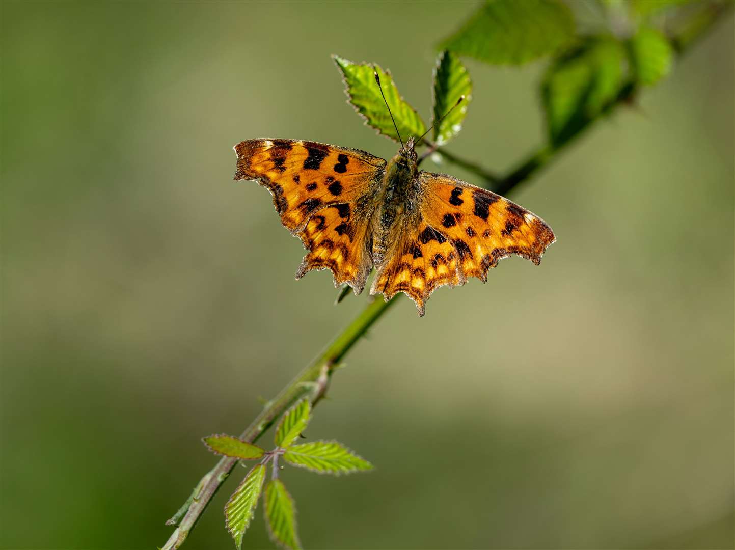 The app can identify animals and insects