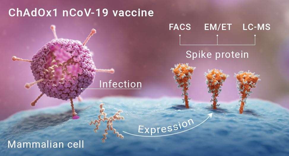 The AstraZeneca coronavirus vaccine (University of Southampton/PA)