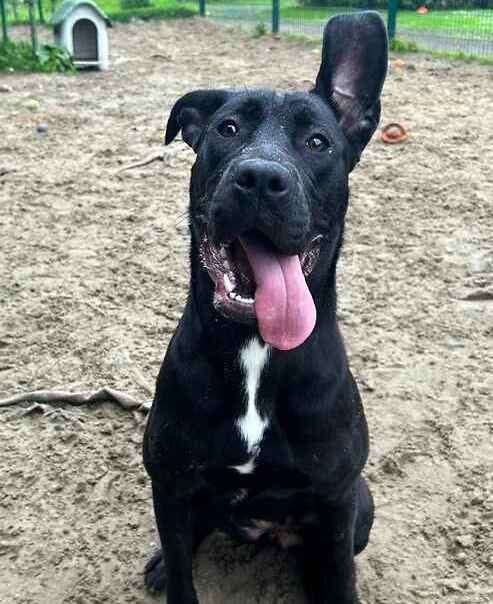 Labrador cross Shadow. Picture: Last Chance Animal Rescue