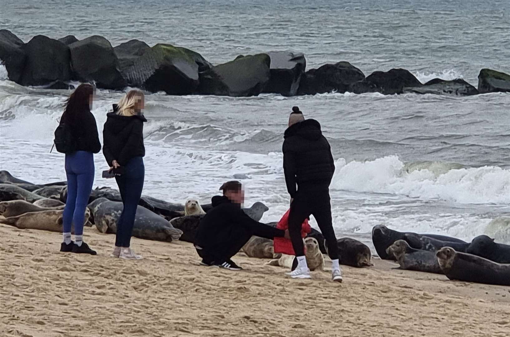 People close to seals at Horsey beach in Norfolk (Friends of Horsey Seals/PA)