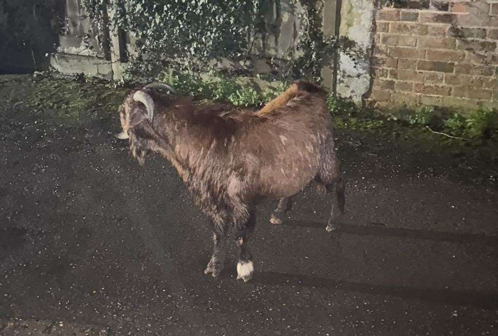 Gregory the goat roaming Birling village near The Nevill Bull pub. Picture: Chris Marchant