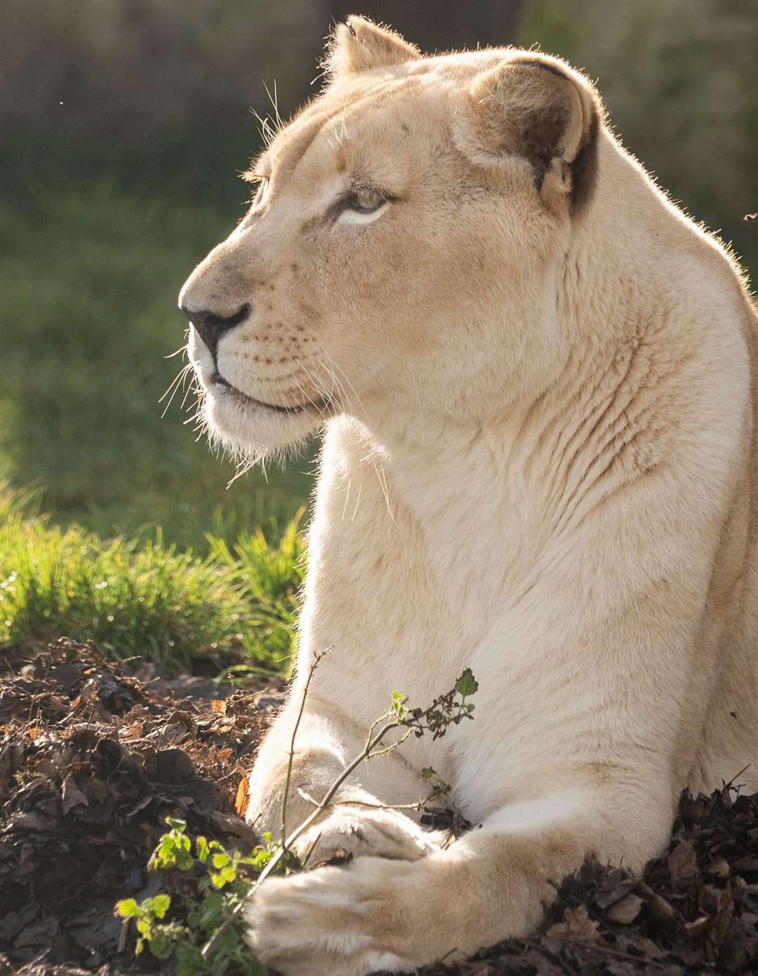 Izulu known as the more relaxed of the two sisters. Picture: The Big Cat Sanctuary