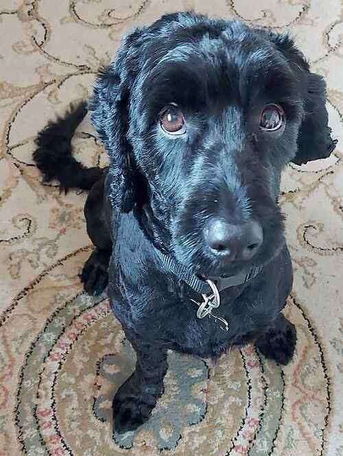 Jett the two-year-old cockapoo. Picture: Last Chance Animal Rescue