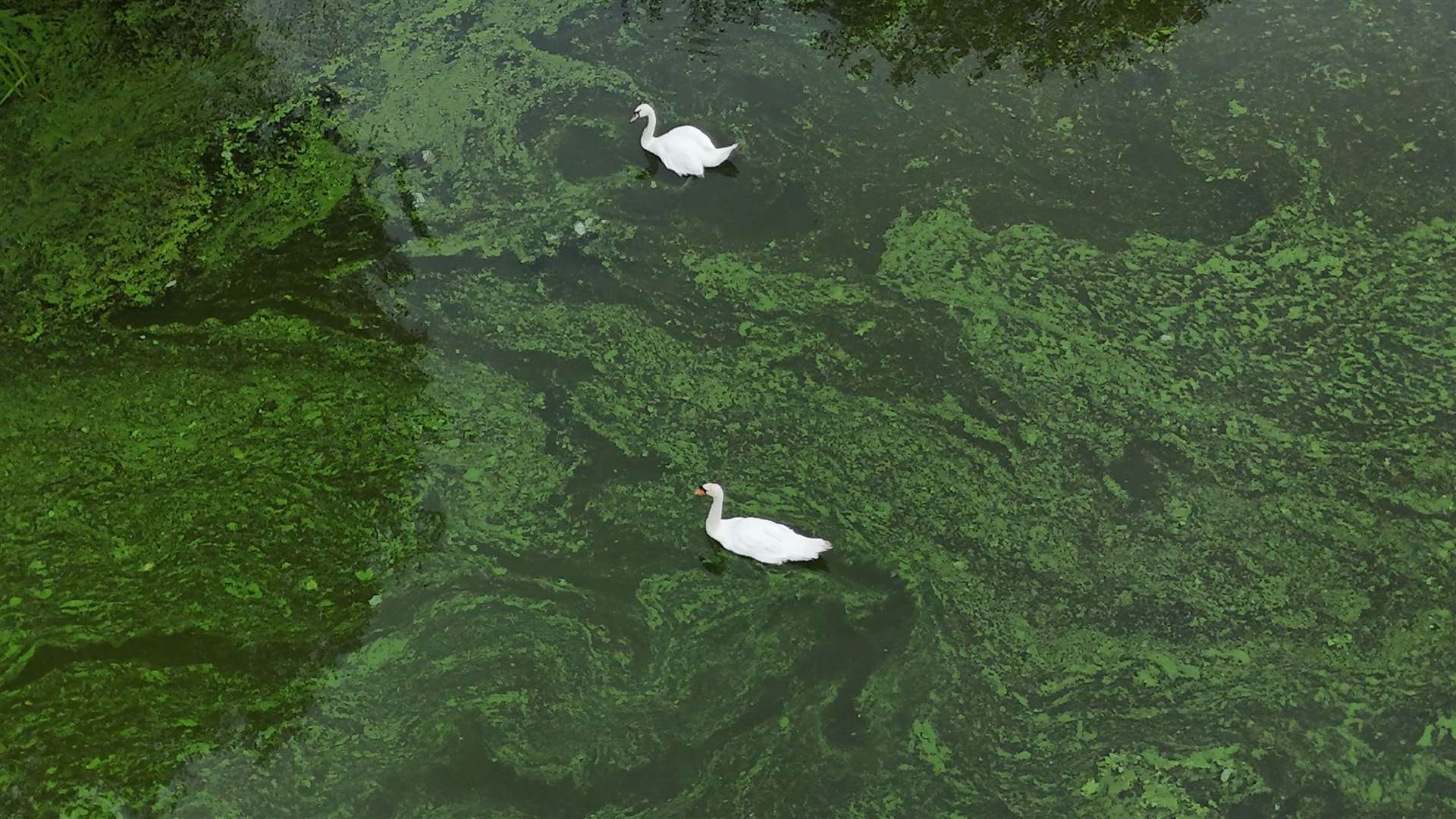 Blue-green algae on the River Bann where it meets Lough Neagh near the village of Toome, Co Antrim (Niall Carson/PA)