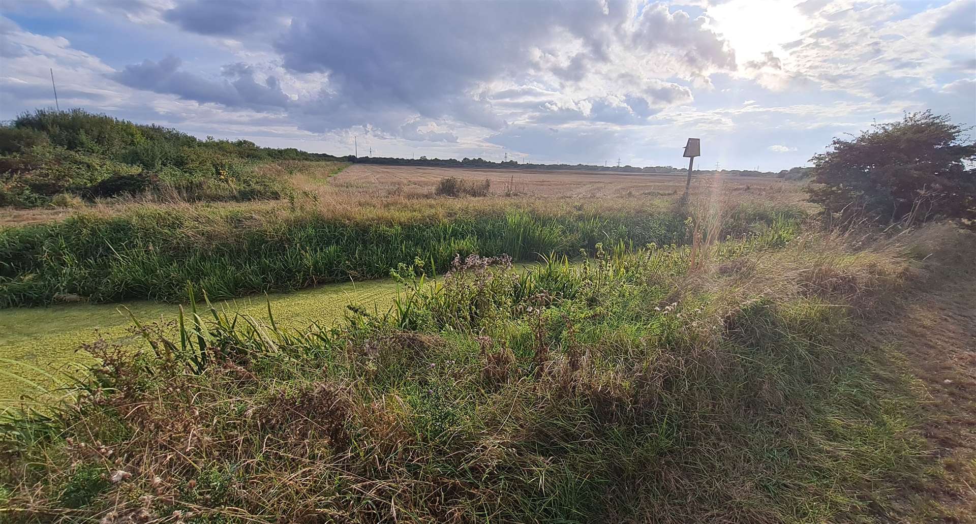 Minster marshes are a haven for wildlife