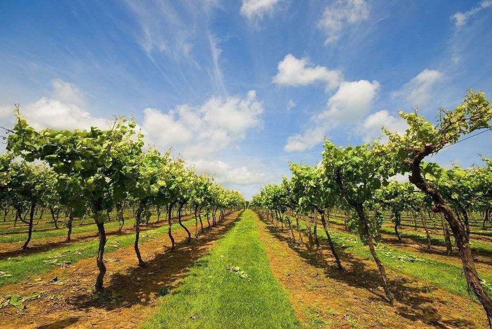 Take a guided tour of Biddenden Vineyards