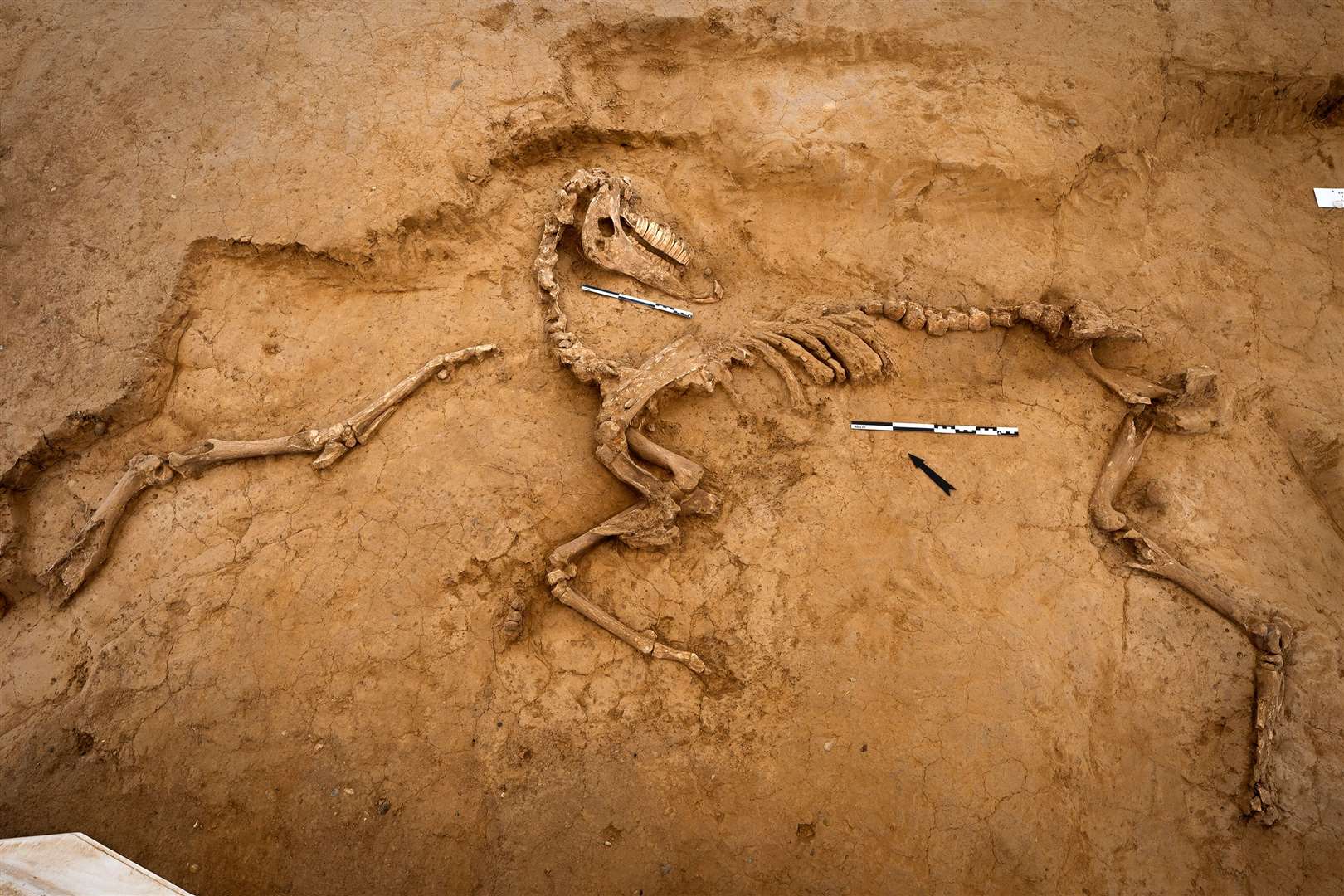 One of several horse skeletons unearthed in 2022 (Chris van Houts/PA)