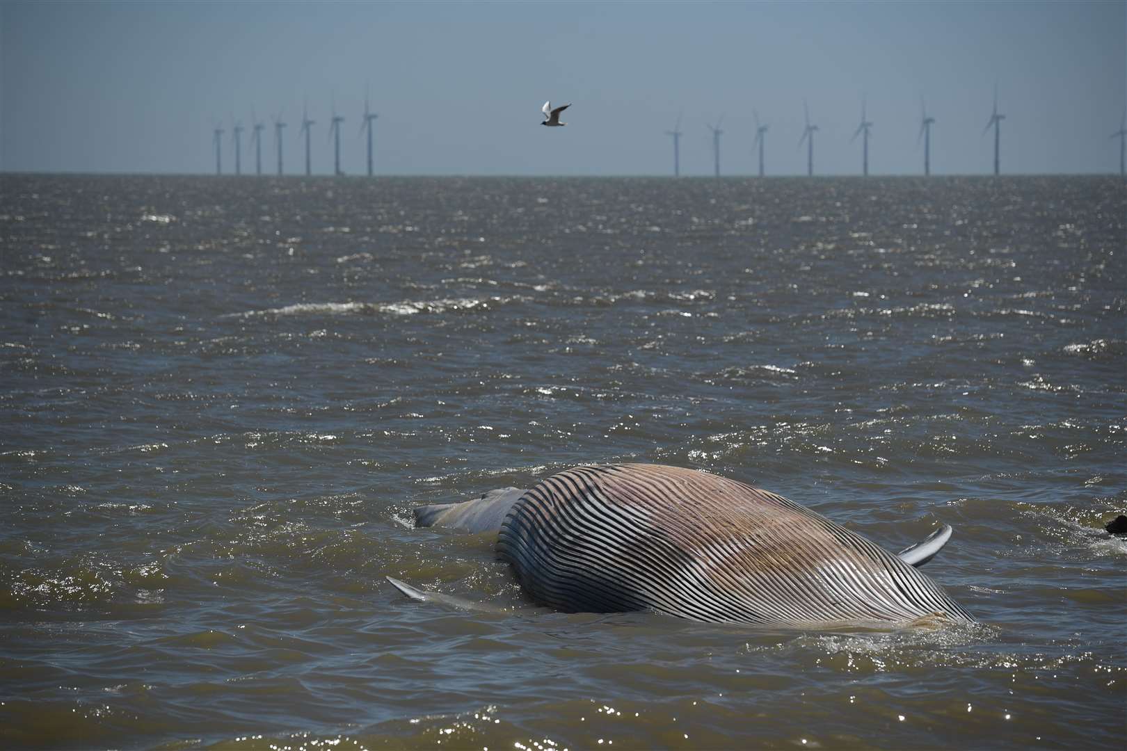 The breed is the second largest mammal in the world (Joe Giddens/PA)