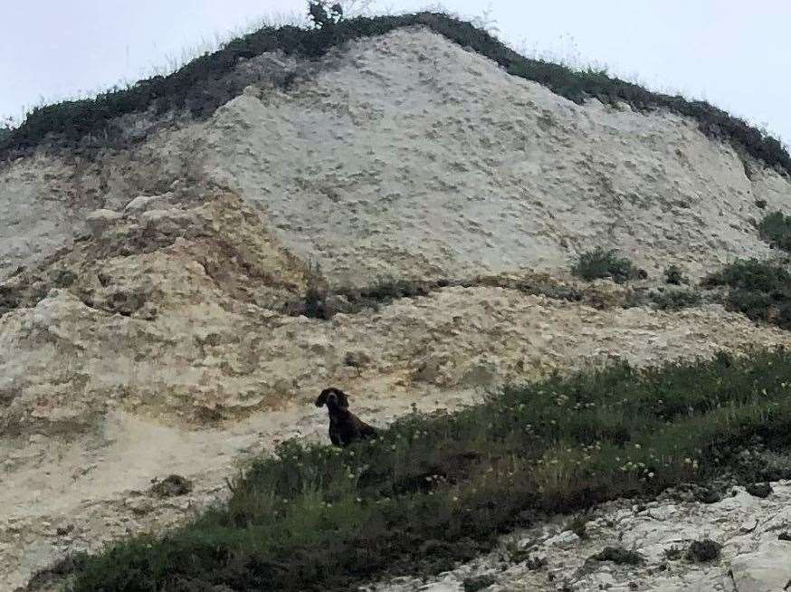 The dog got stuck at The Warren in Folkestone. Picture: HM Coastguard Folkestone