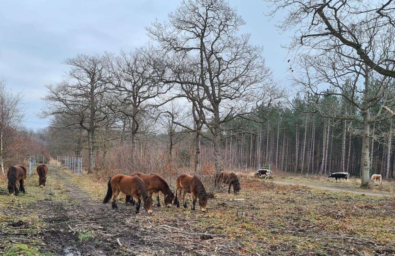 More animals have been released into the woodland in Canterbury. Picture: Kent Wildlife Trust