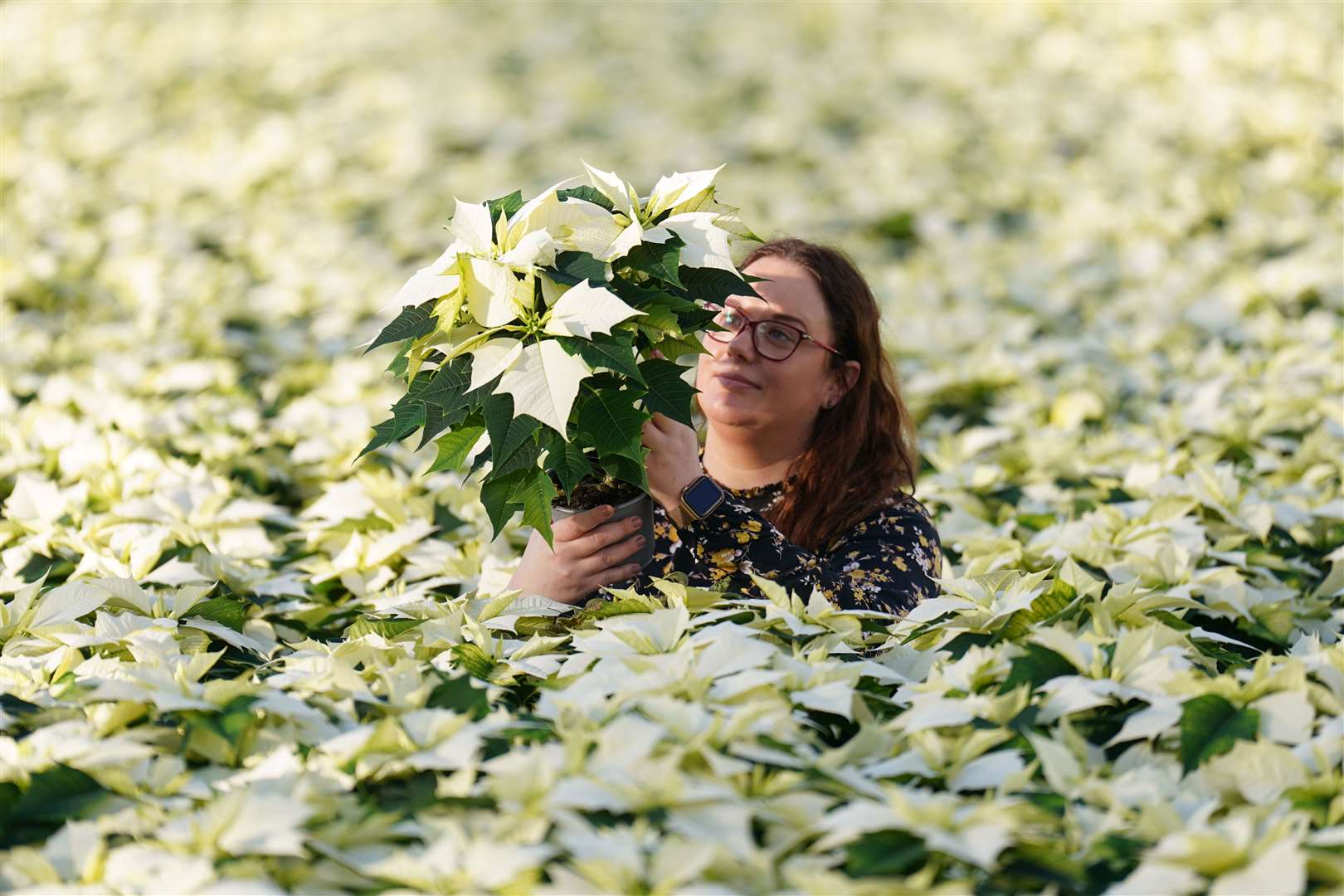 Monika Dratwicka inspects a crop of new white ‘Alaska’ poinsettias at Bridge Farm Group in Spalding, Lincolnshire. (Joe Giddens/ PA)