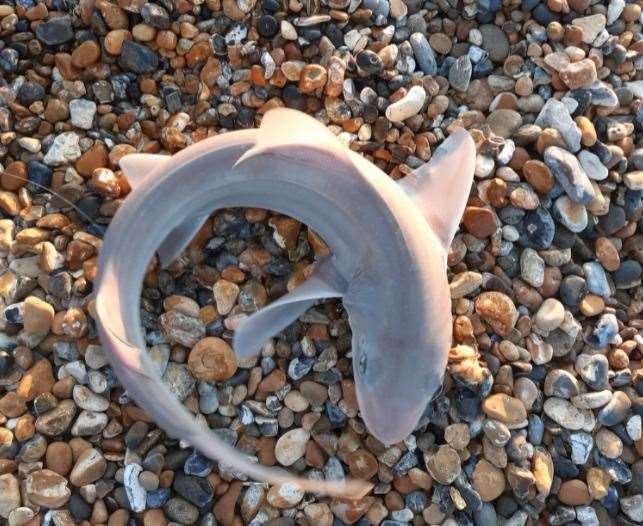 A hound shark caught in North Kent by Michael Whibley