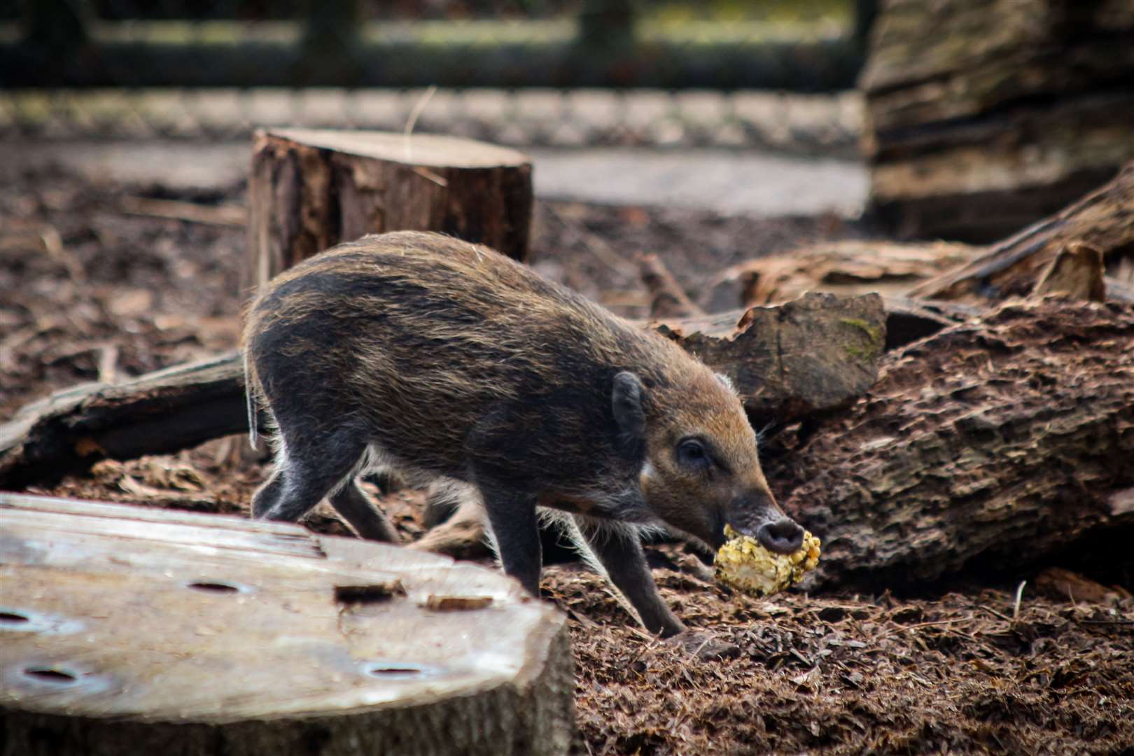 Tadeo, a rare Visayan warty piglet (Whipsnade Zoo/PA)