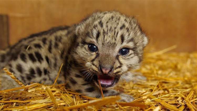 Will it be Sayan, Chango or Shen? Picture: Big Cat Sanctuary