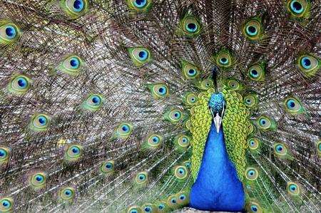 A peacock at Wingham Wildlife Park