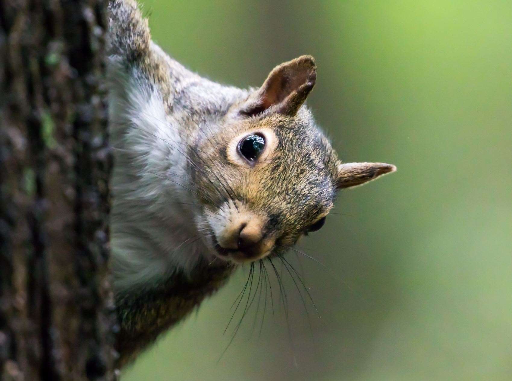 squirrel catapult into pond