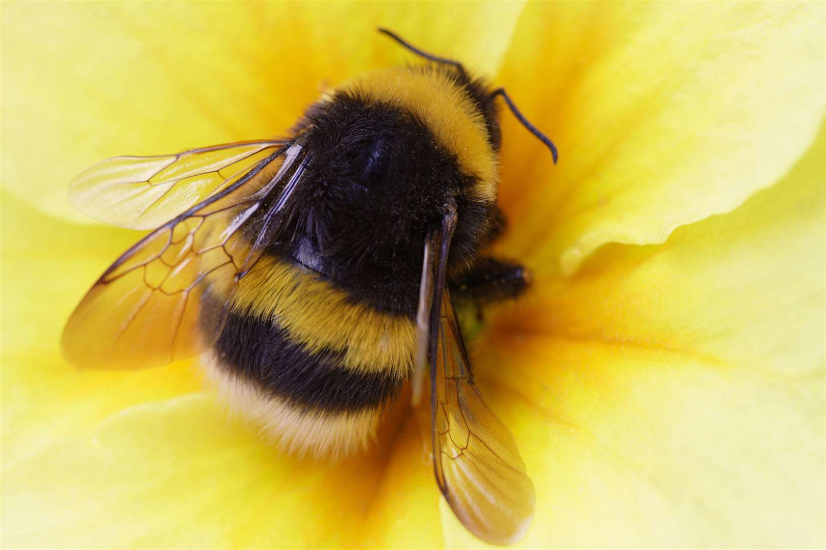 Pollinators, like bees, are a crucial part of the country's food chain and food production