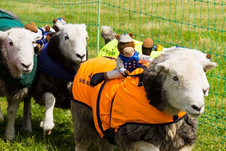 Runners in the Lamb National. Picture: Bob Hogg