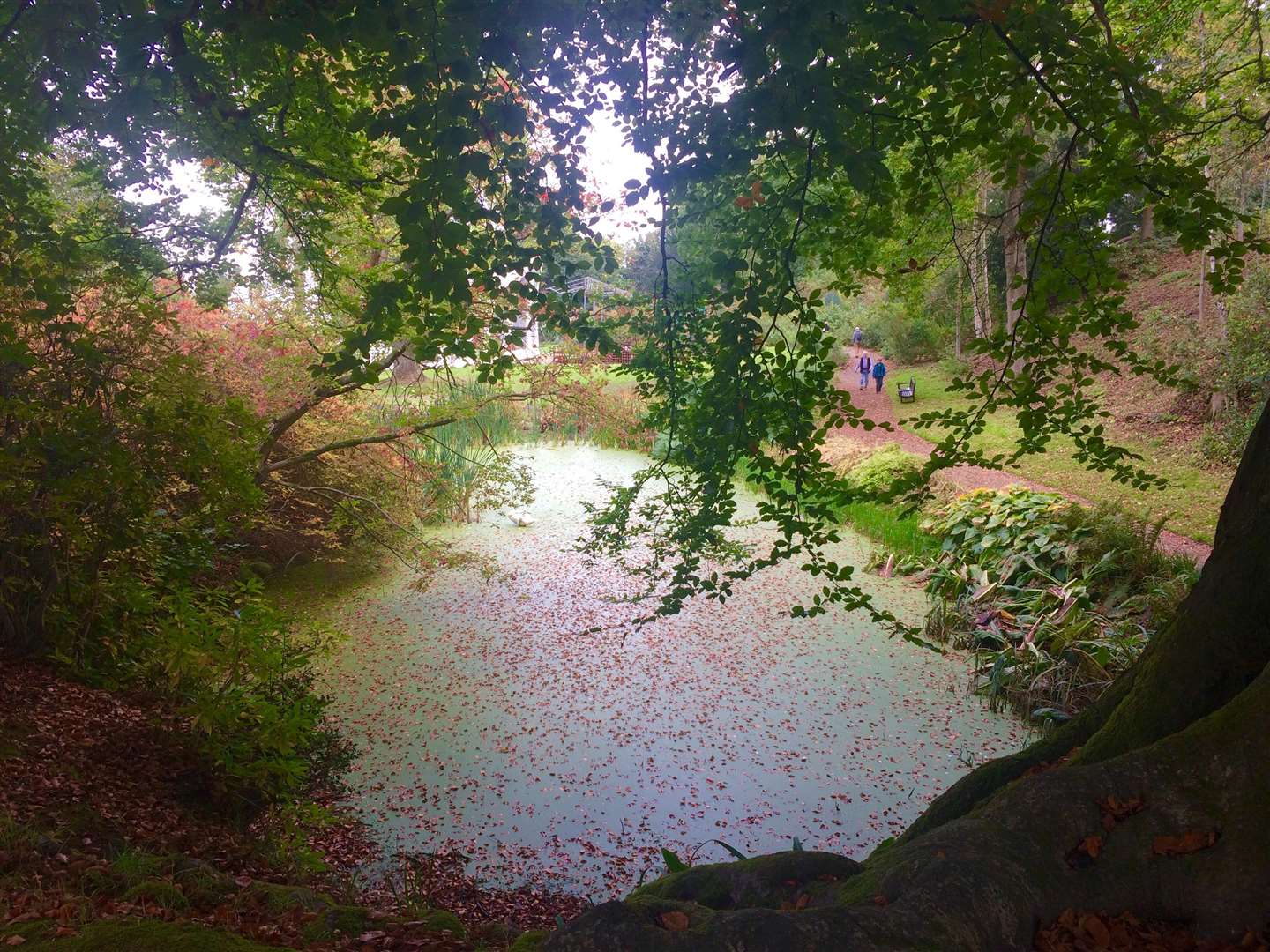 Try forest bathing at Hever Castle