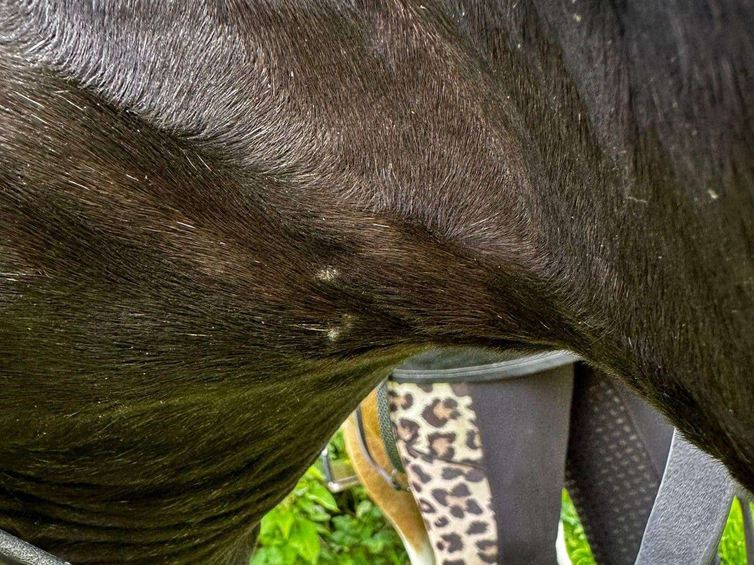 Teeth marks from the dog left in Jet's fur on his neck. Picture: Shannon Edwards