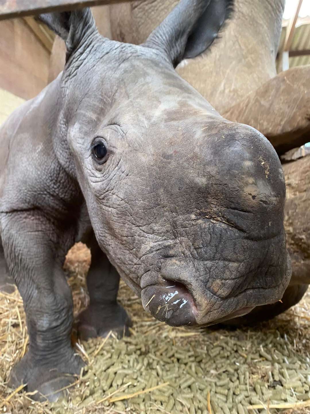 Nandi is not yet ready for visitors to view (ZSL/PA)