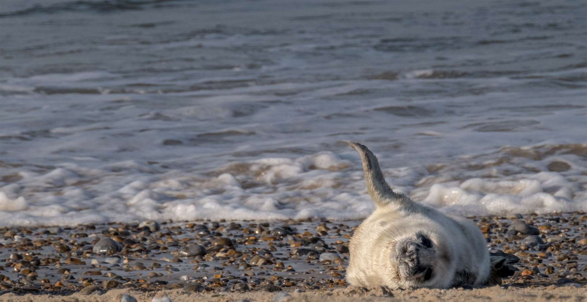 A new arrival at Blakeney Point in Norfolk, cared for by the National Trust (National Trust/Hanne Siebers/PA)