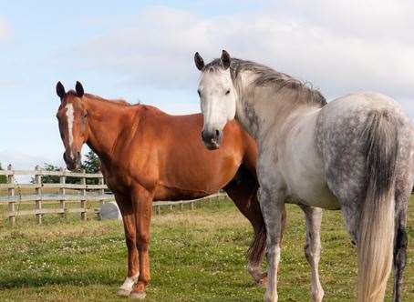 Paskell is a self-styled horse whisperer. Stock image