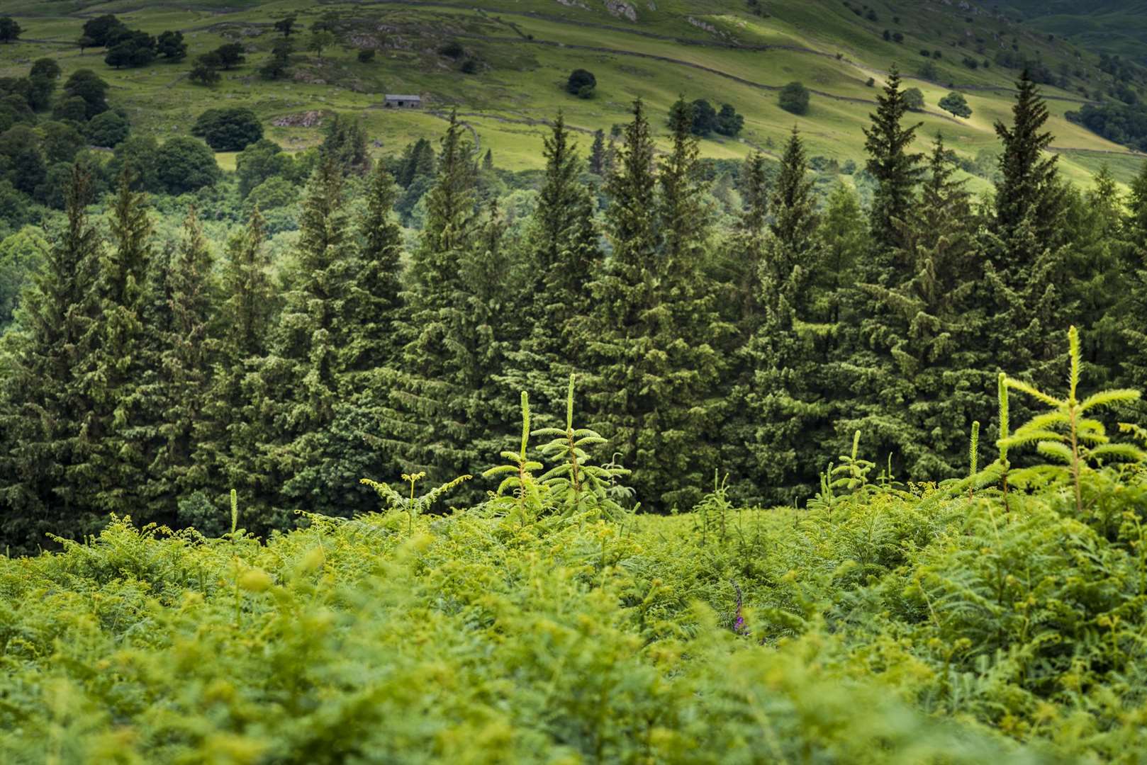 Landowners, the forestry industry, environment groups and the public are being invited to give their views on woods (Forestry Commission/PA)