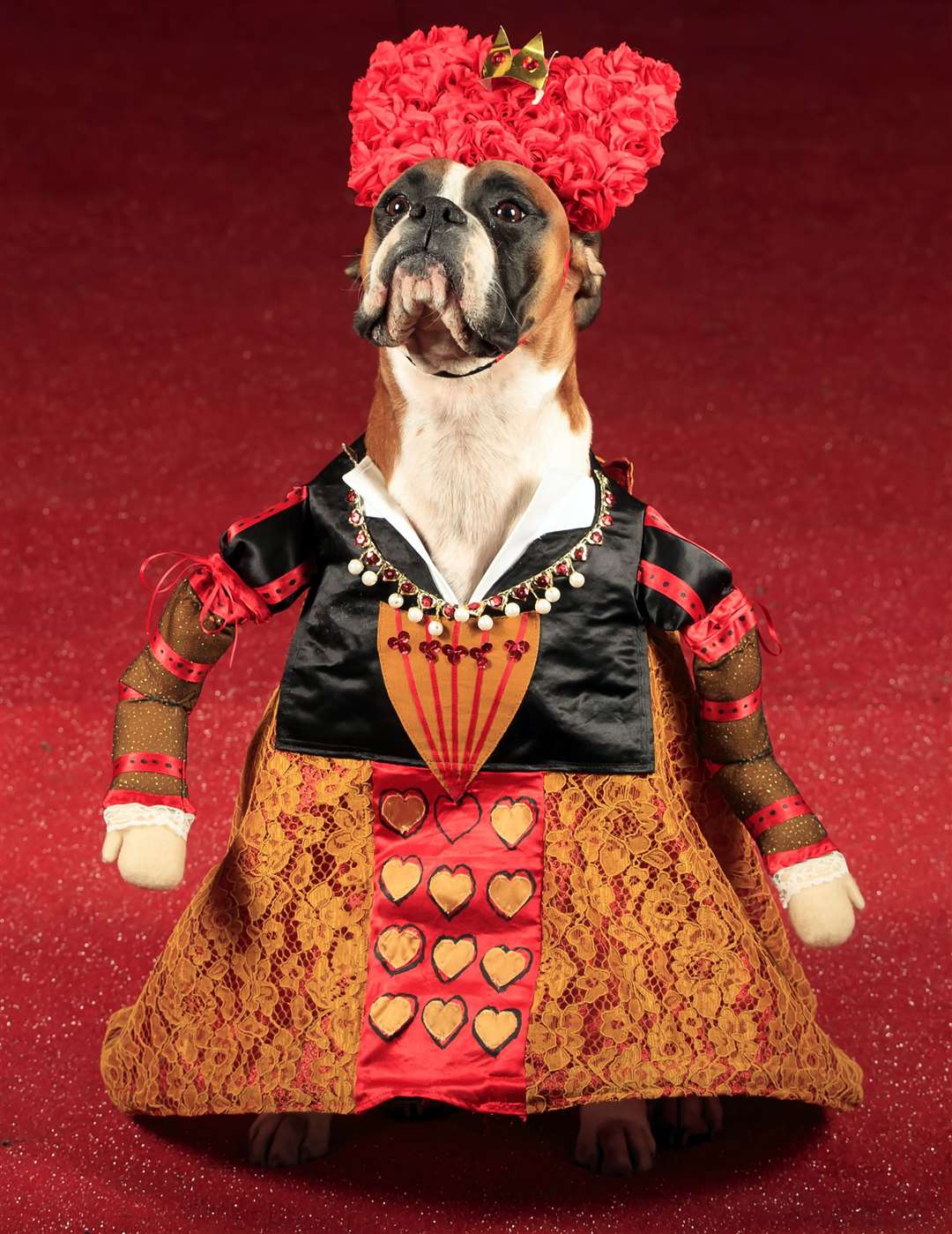 Ruby the boxer as the Queen of Hearts (Danny Lawson/PA)