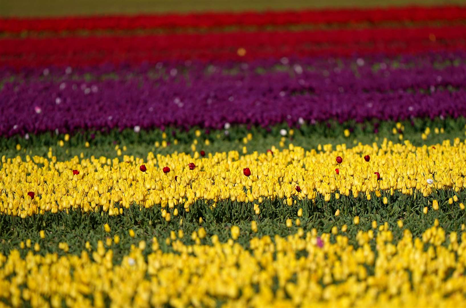 A field of tulips comes into colour near King’s Lynn in Norfolk (Joe Giddens/PA)