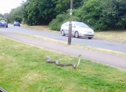 Zombie was spotted on the loose in Larkfield on Friday. Picture: Sarah Bick