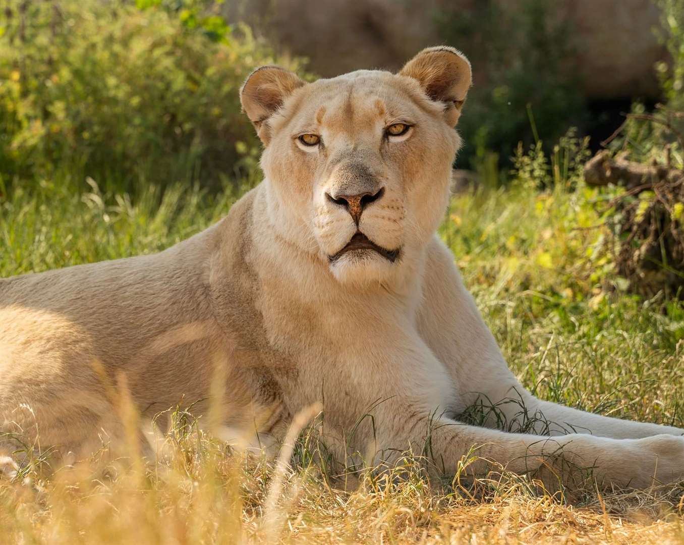 Izulu, the white lioness, has joined the park. Picture: The Big Cat Sanctuary