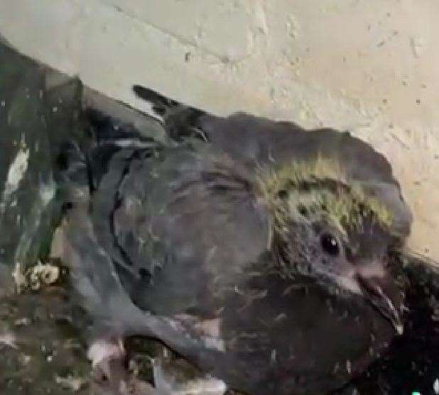 Multiple pigeons have made a home for themselves in the abandoned building. Picture: The Urbex Trio