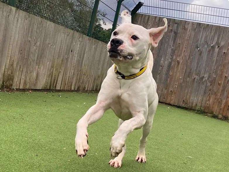 American bulldog Earl. Picture: Dogs Trust