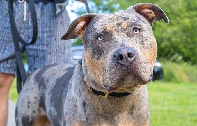 Restrictions will be placed on American XL bully dogs to ‘safely manage’ them once a ban on the breed comes into force, Downing Street has said (Lee Hudson/Alamy/PA)