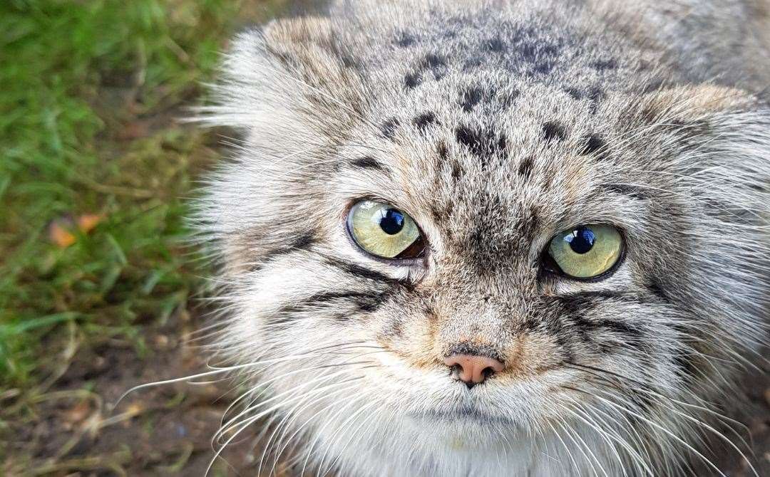 We’re giving away family tickets and an animal encounter at Howletts Wild Animal Park - where you can also see the grumpy-looking Pallas cat! Picture: Howletts